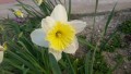 narcis narcis